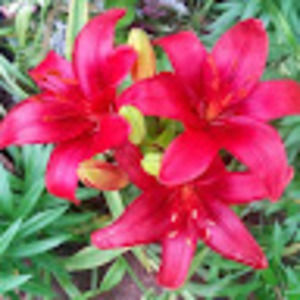 Meet your Posher, Missy